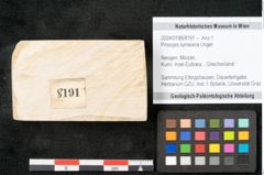 Foto (Objekt + Etikett) von Prosopis kymeana Unger (NHMW-GEO-2024-0188-8191)